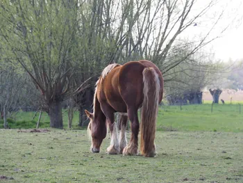 Kalkense Meersen (België)